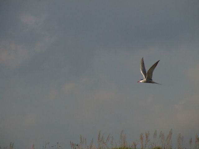 Resize of 2006_05200023.JPG