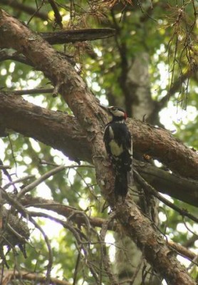 Resize of 2006_06220174.JPG