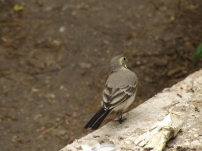 Resize of 2006_06220168.JPG