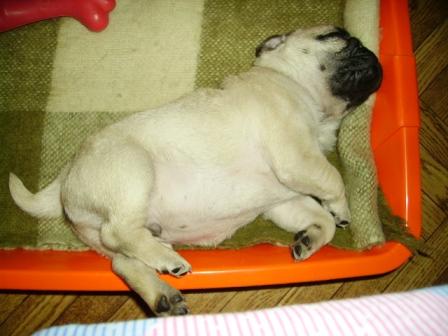 Моцарт спит).JPG