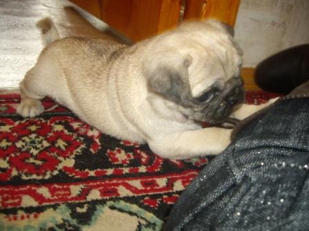 Лерин Моцарт.JPG