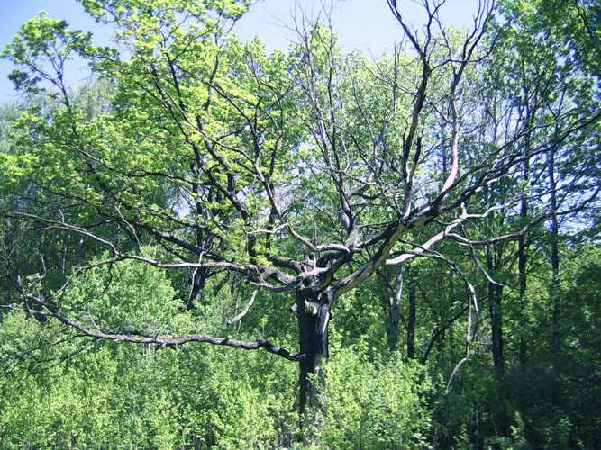 SSA42975 .jpg