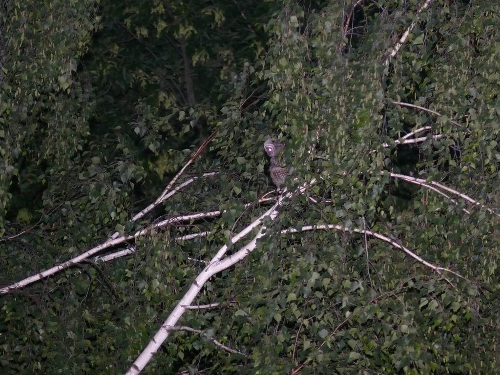 P1000006.JPG