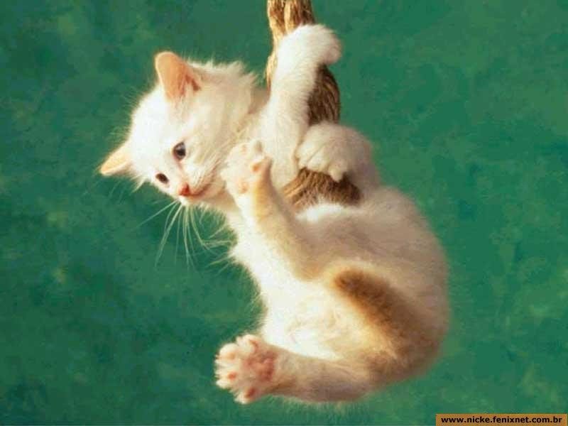 kitty.jpg
