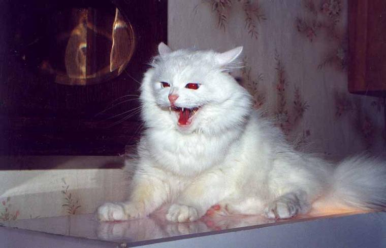 evilcat.jpg