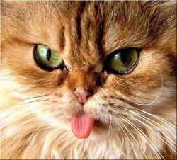 sour-puss-2.jpg