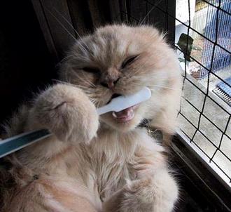 toothbrushcat.jpg[1].jpg