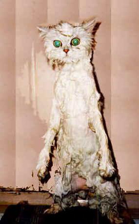 wetcat4.jpg[1].jpg