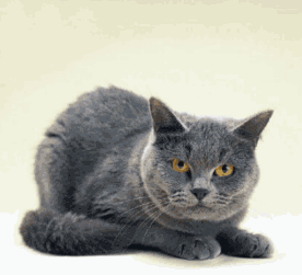 post-2333-1163836611.gif