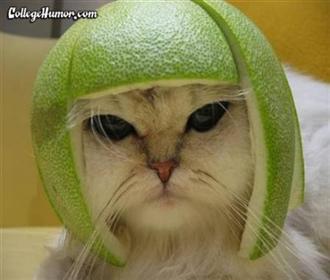 tequilacat.jpg[1].jpg