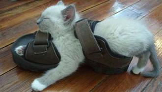 sandalcat.jpg[1].jpg