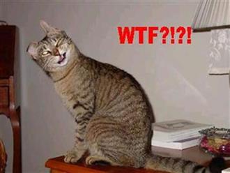 wtfcat.jpg[1].jpg