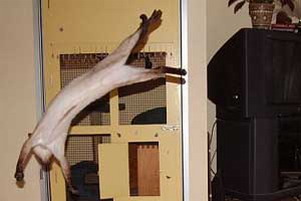stretchy.jpg[1].jpg