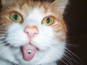studlycat.jpg[1].jpg