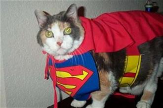 supercat.jpg[1].jpg
