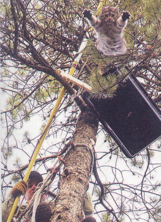 treerescuecat.jpg[1].jpg