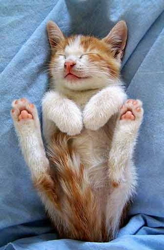 stiffkitten.jpg[1].jpg