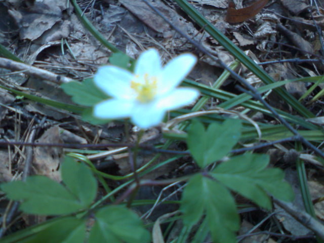 DSC00736.JPG