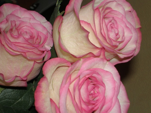 P1070031.JPG
