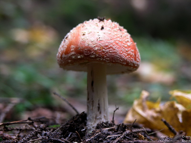 Мухомор :)