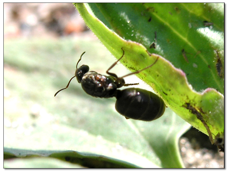 Муровей=) большой такой