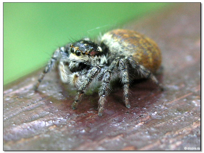 Паучек.. Маааааненький такой.. :)