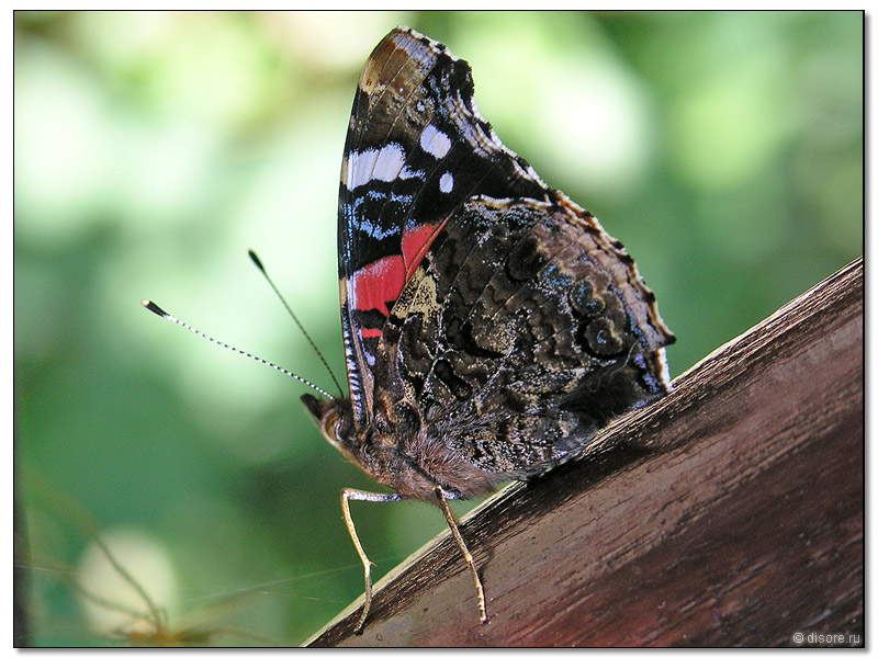 Та же бабочка :)