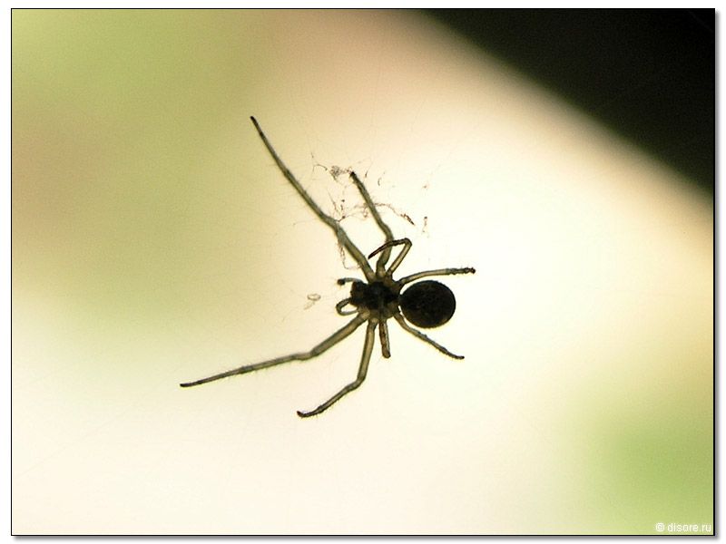 Паучек..