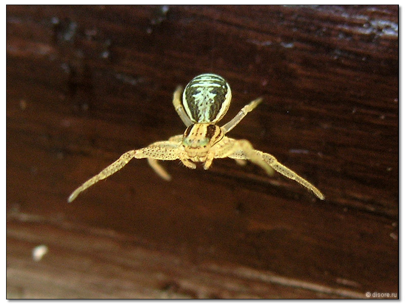 Паучек.. На меня смотрел :)