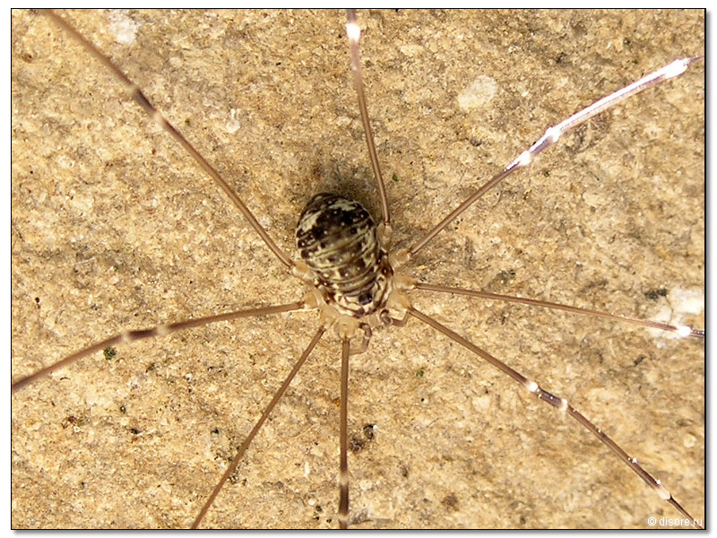 Сороконога :)