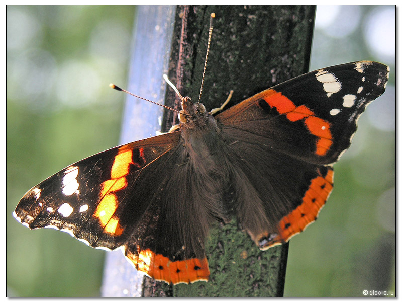 Все та же бабочка=) Я бегал за ней)