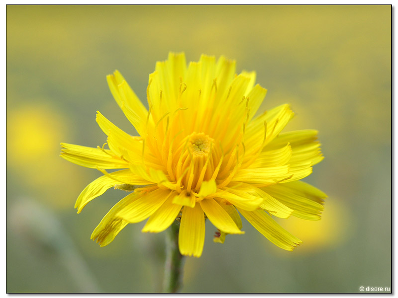 Одуванчик +)