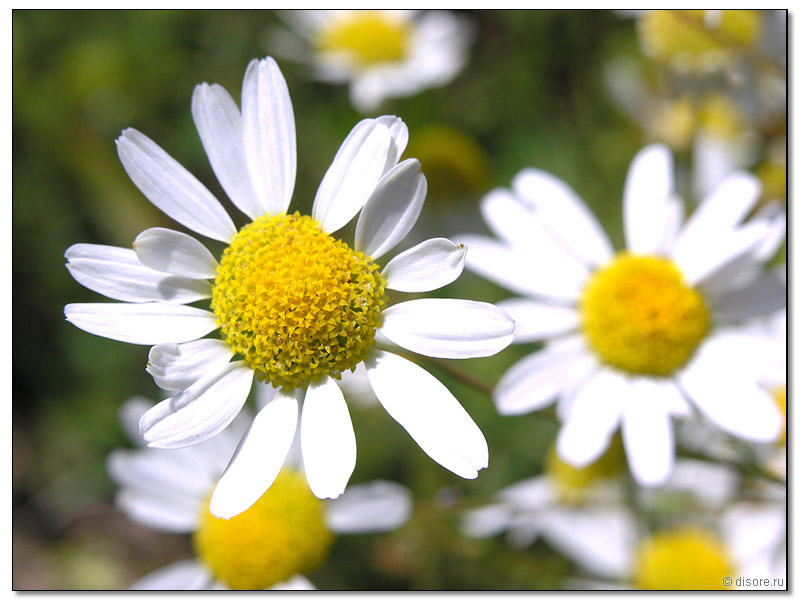Ромашки))))))