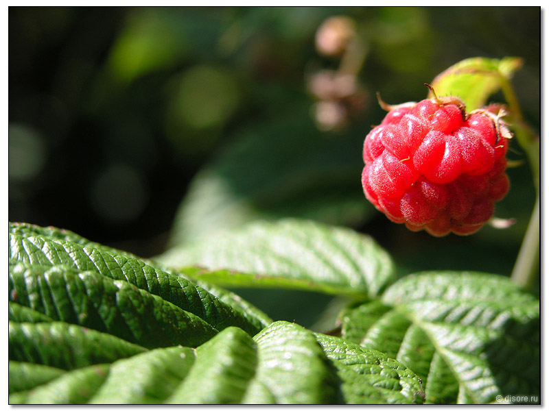 Это вроде бы малина=)