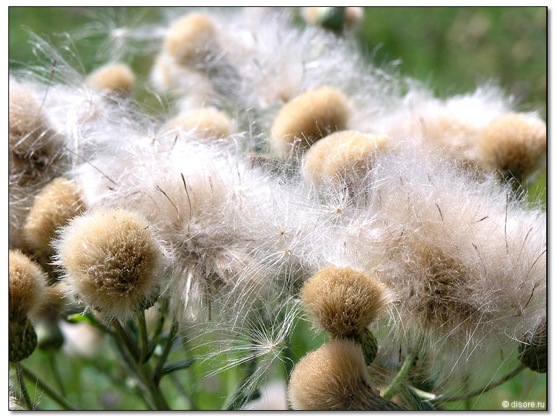 Ой, я не знаю как это называется+) Оно пухом таким растет..