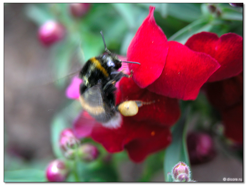 Шмелек улетает..=)