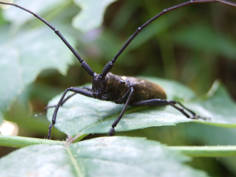 beetle1.jpg