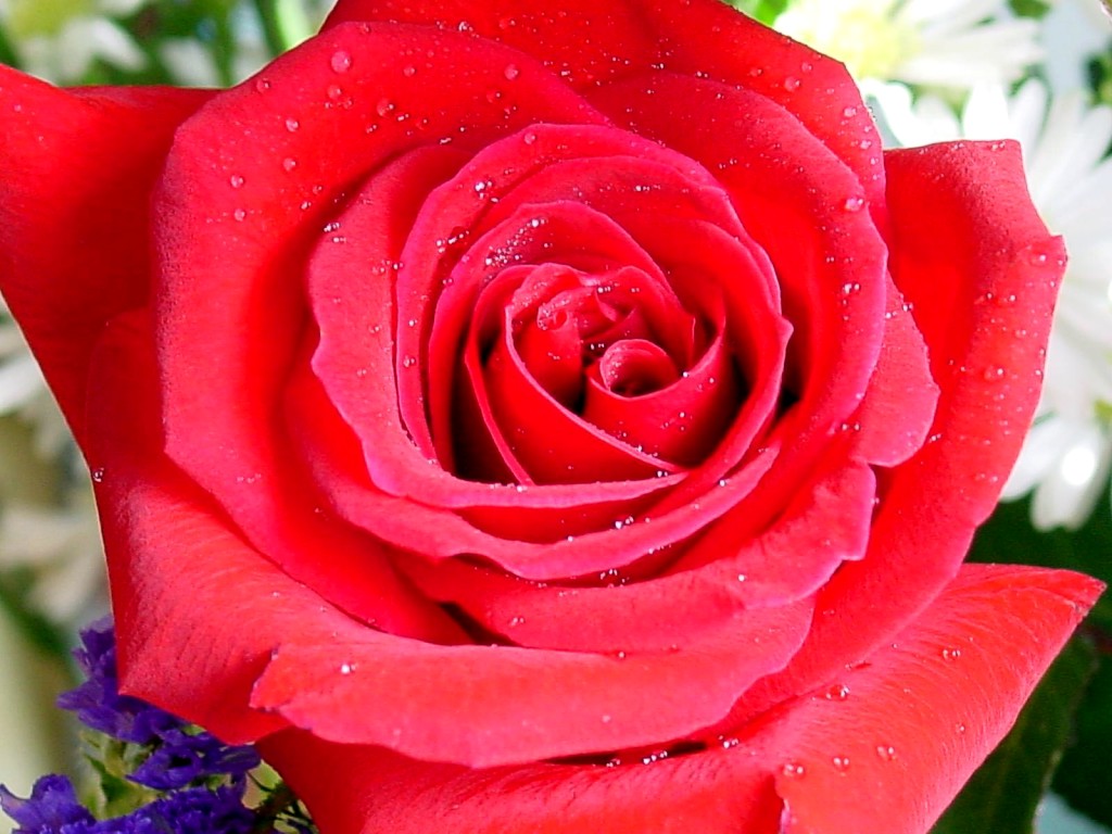 rose.jpg
