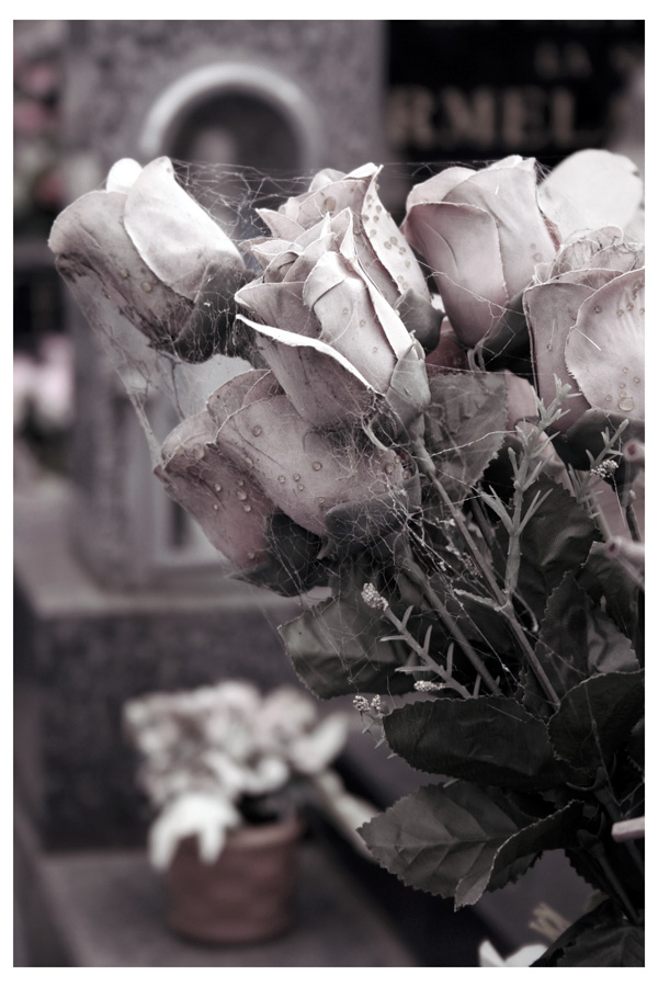 6945709_roses1fu.jpg
