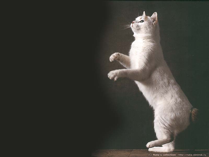 wallcat043-1.jpg