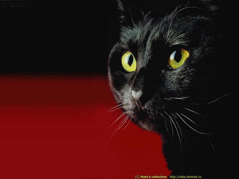 wallcat001-1.jpg