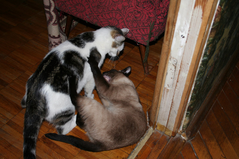 IMG_3455.jpg