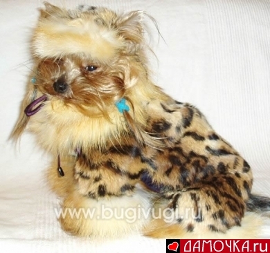 гламур пес.jpg