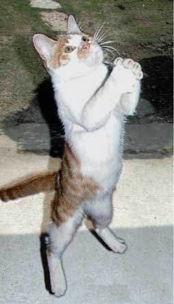 cat4[1].jpg