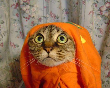 normal_foto_553[1].jpg