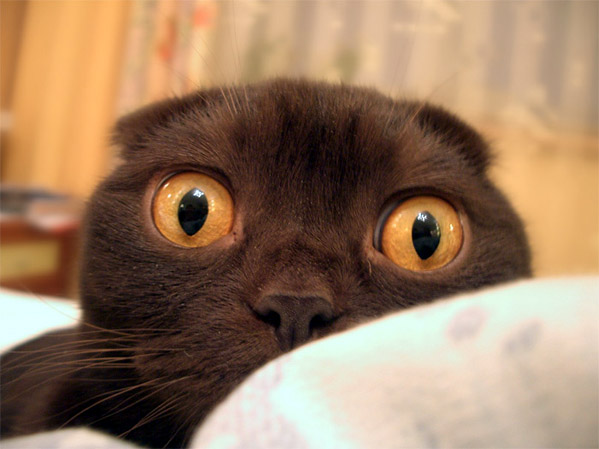 0429_cat[1].jpg