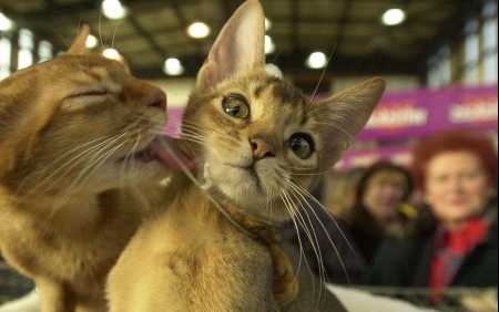 twocats[1].jpg