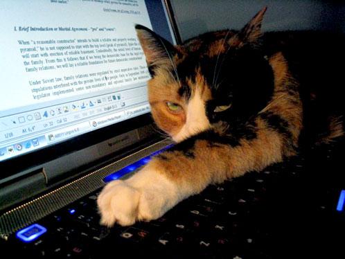 CatPC[1].jpg