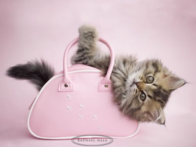 86212_glamour_kisa.jpg