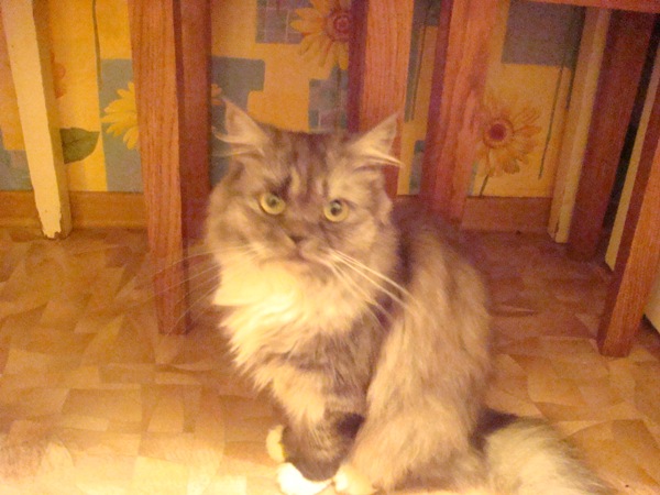 Алиска1.JPG